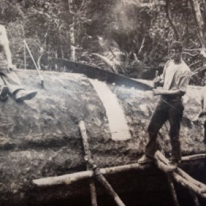 Kauri logging ©travellerspoint